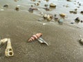 sea Ã¢â¬â¹Ã¢â¬â¹shells conus geographus on the sand on the beach in various shapes Royalty Free Stock Photo